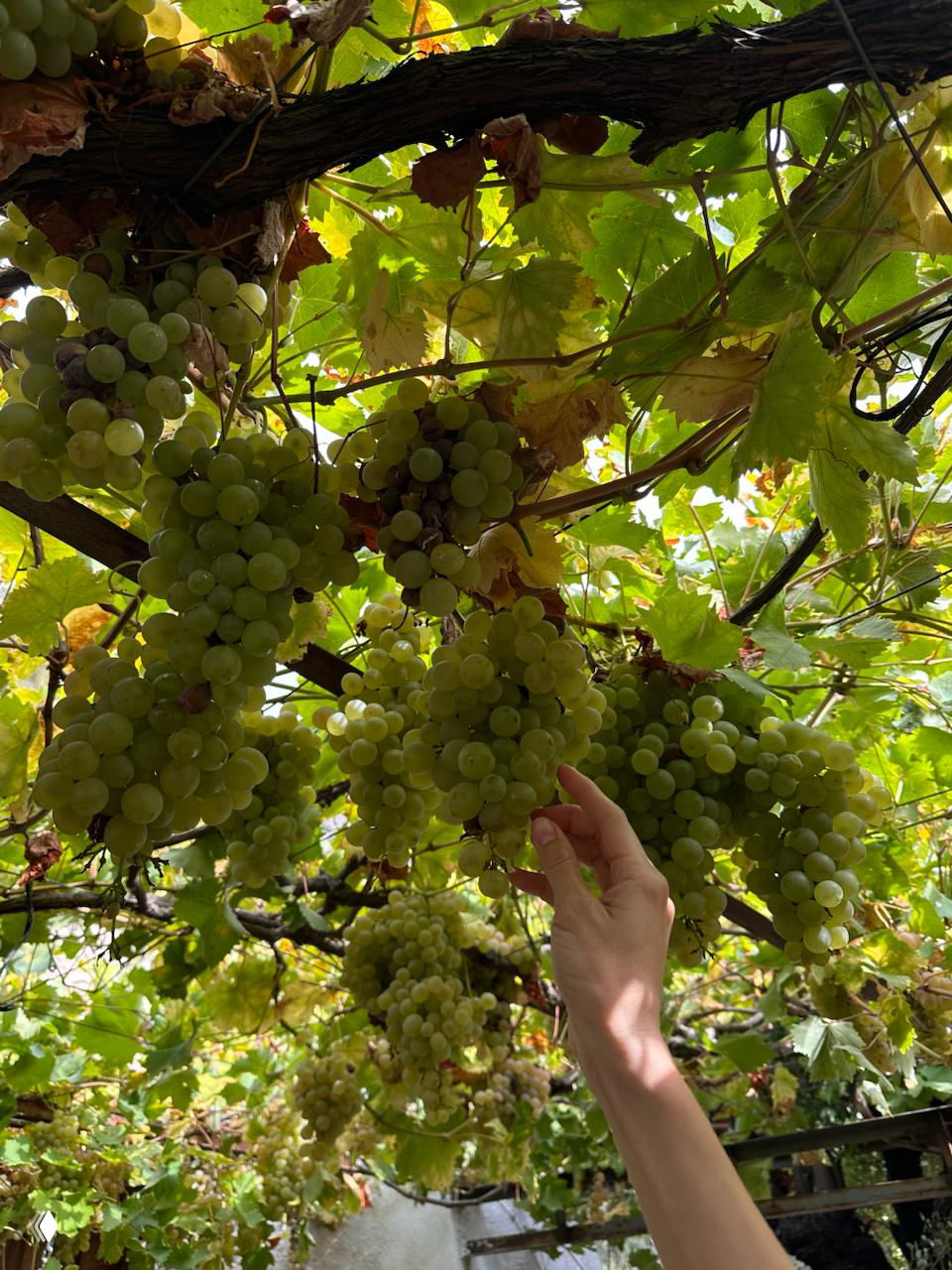 Кисти светло-зеленого винограда, висящие под виноградной беседкой, солнечный свет сквозь листья и рука, протягивающаяся к грозди.