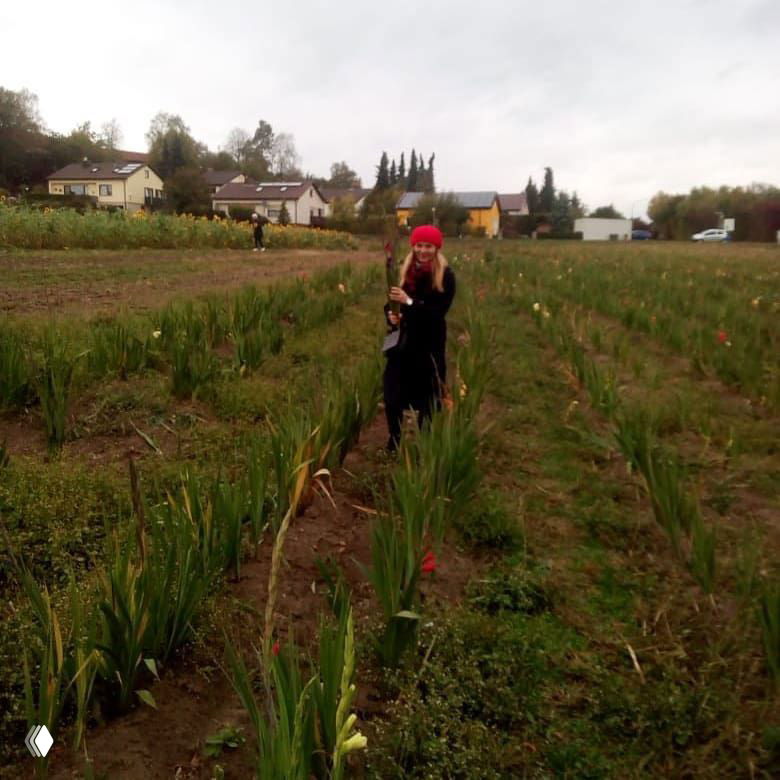 Женщина в поле гладиолусов в Германии держит срезанные цветы среди рядов посадок; видны дома и дорога на заднем плане