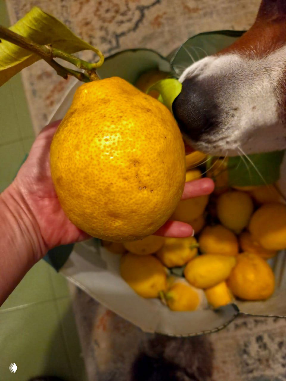 Крупный кадр лимона в руке человека на фоне пакета с лимонами; справа близко виден нос собаки, нюхающей плод.