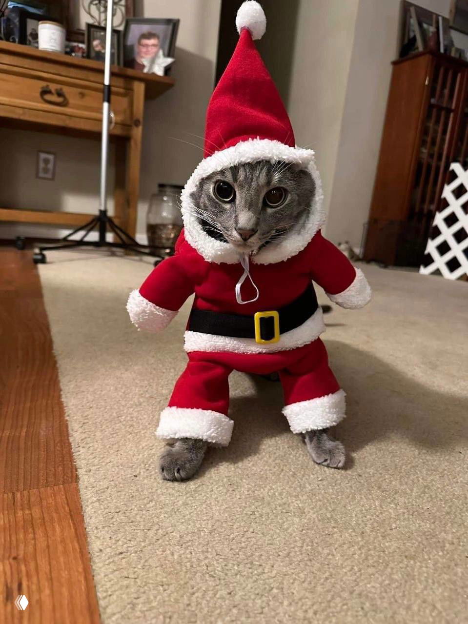 Серая кошка в полном костюме Санты стоит на полу в гостиной, большие глаза и забавный наряд создают комичный новогодний кадр с домашней мебелью на фоне.