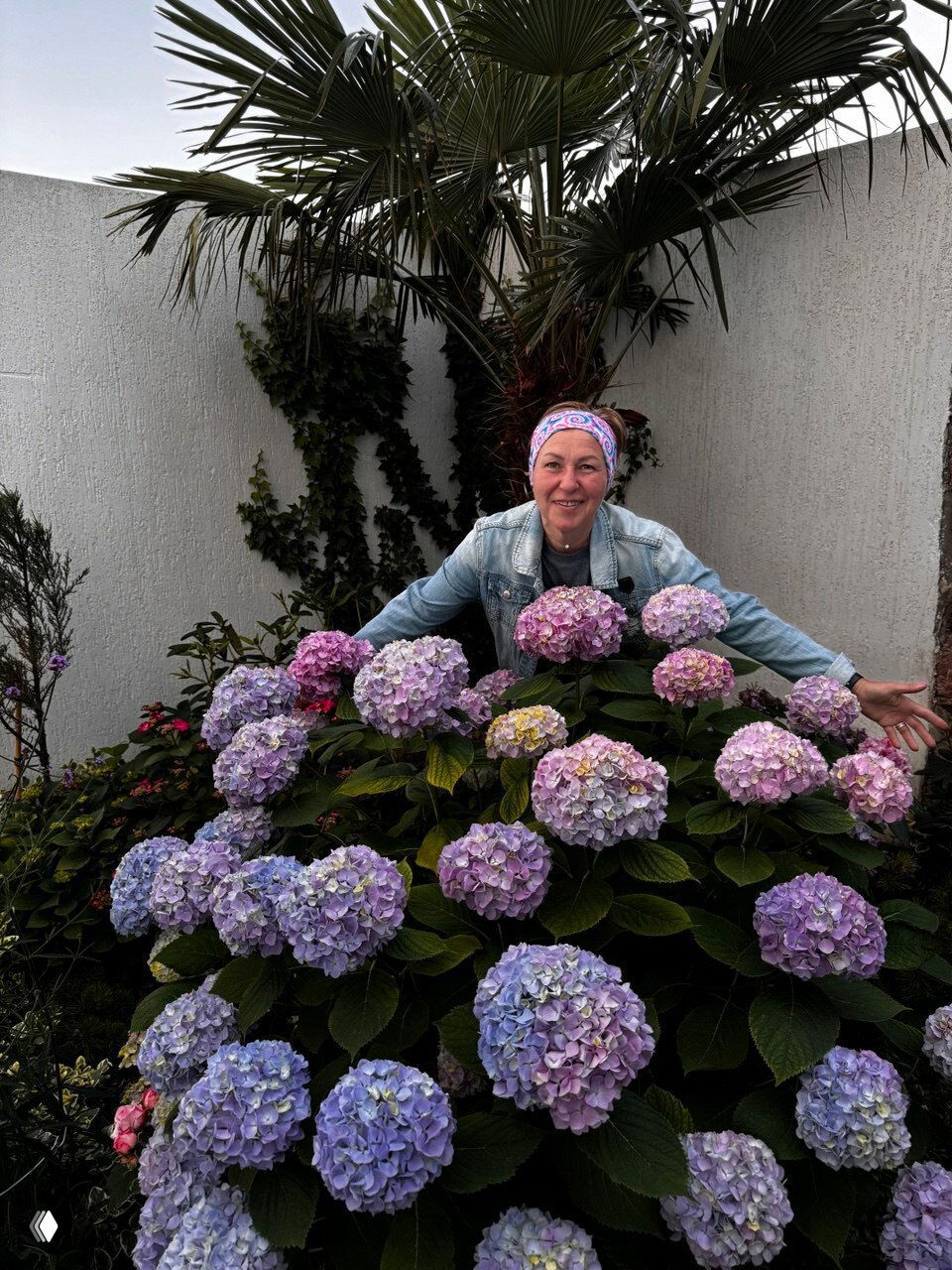 Крупный план ярких гортензий и довольной женщины за ними в саду; цветущие кусты разной пастельной окраски.