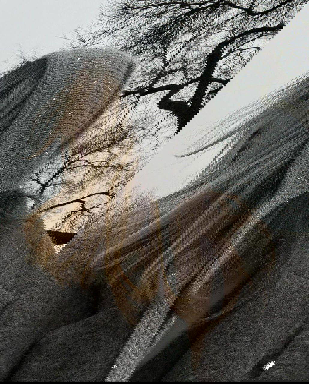 Портрет девушки на улице в серой вязаной шапке-ушанке с завязками, волосы развеваются, фон — голые ветки деревьев в пасмурный день.