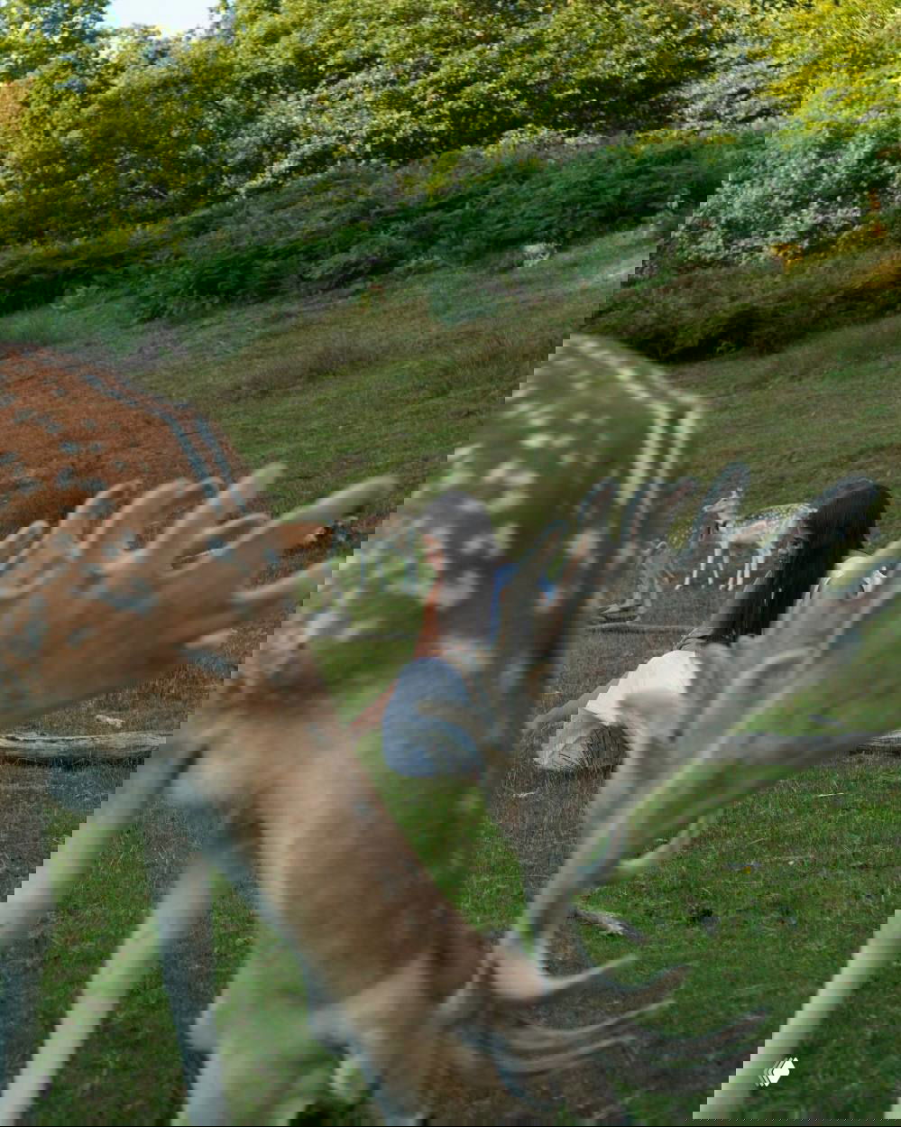 Пейзаж: луг с рогатыми оленями на переднем плане, на заднем — девушка в белом среди травы; натуральная лесная эстетика и спокойствие.