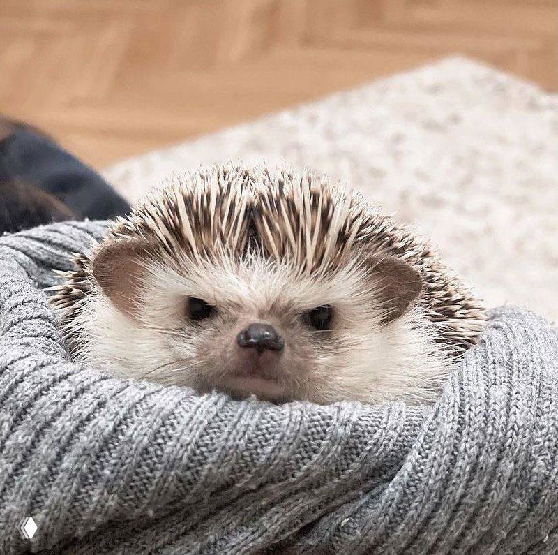 Ёжик, завернутый в тёплый свитер, смотрит прямо в камеру; крупный план мордочки с колючками и мягким фоном — уголок уюта дома.