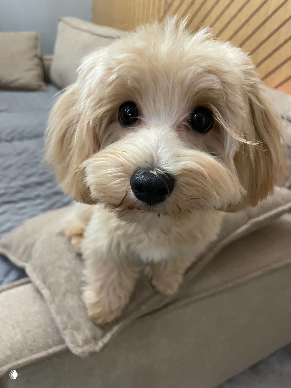 Маленький хвостик