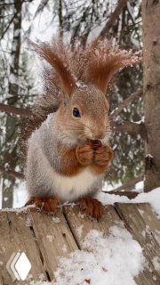 Белка на заснеженном заборе, держит орех лапками; зимний лес на заднем плане, крупный план, пушистая рыжая шёрстка и снежинки