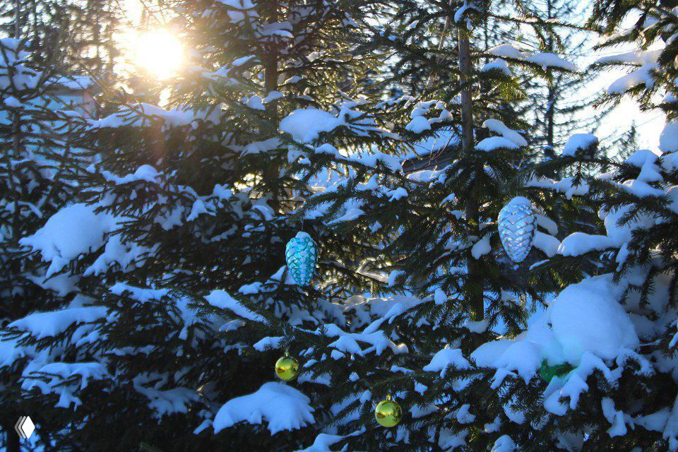 Снежные ветви ели с игрушками: солнце пробивается сквозь ветви, контраст холодного снега и тёплого света в походной обстановке Зюраткуля.