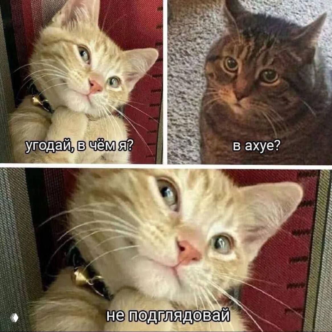 Догадываться или обсуждать?