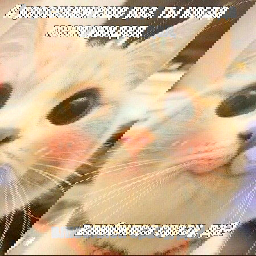 Мем: крупный план пушистого кота с большими глазами и румянцем, на изображении шуточная фраза про влюблённость.