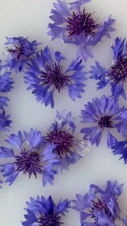 Синие соцветия василька (Centaurea cyanus) на светлом фоне, крупный план — декоративные лепестки и центры как иллюстрация косметического ингредиента.