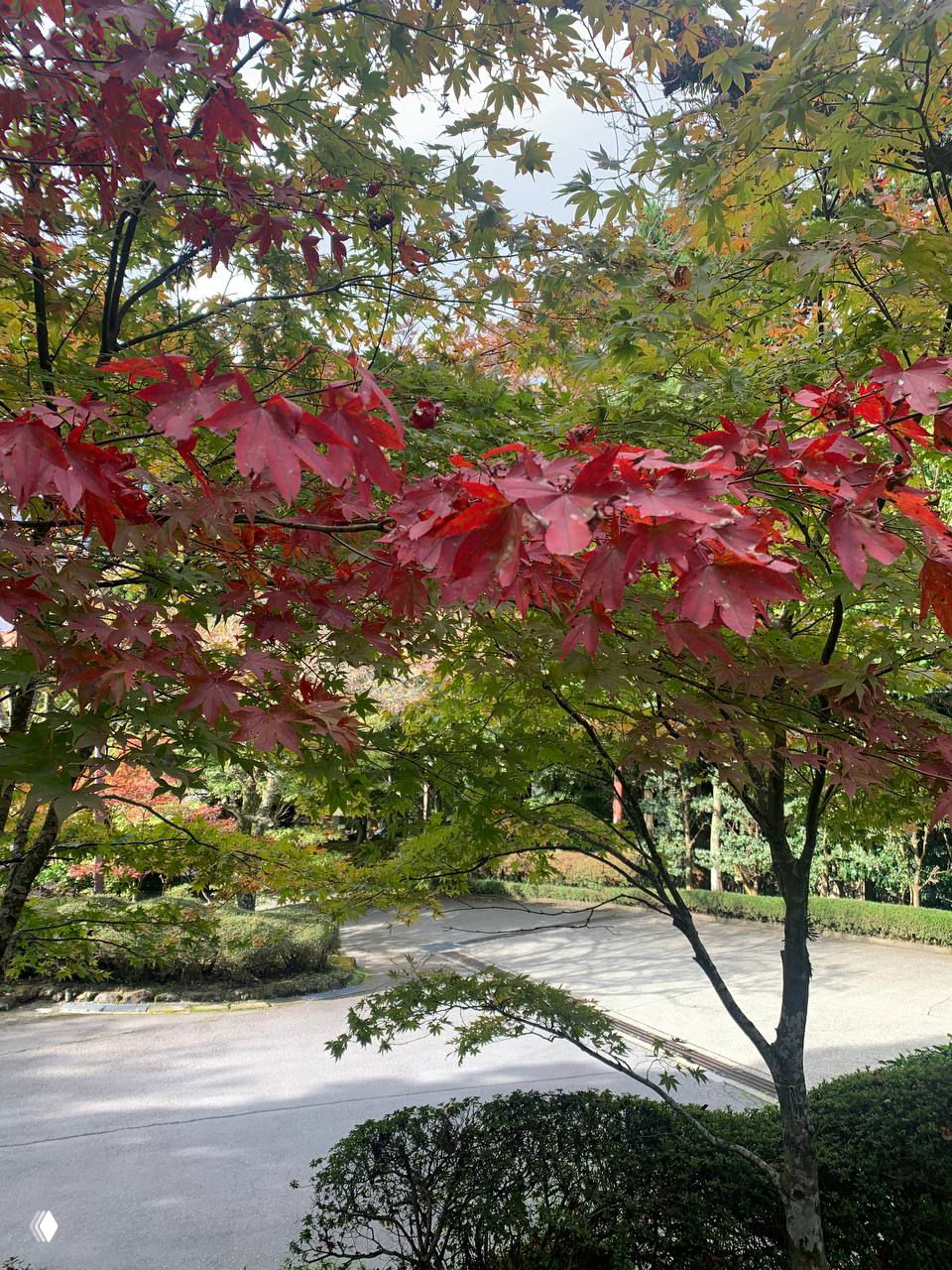 Кленовые листья в момент момидзи: яркие красные и зелёные оттенки в парке, ветви крупным планом и дорожка внизу между кустами.