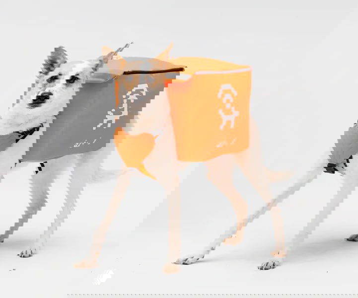 Светлая собака в оранжевом рюкзаке‑раздатчике Wi‑Fi проекта «Лай‑фай» на нейтральном фоне — рекламная фотография кампании по привлечению внимания.