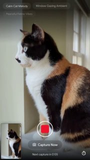 Скриншот мобильного интерфейса Lyria Camera с кошкой у окна и элементами управления для захвата и генерации подборки треков.