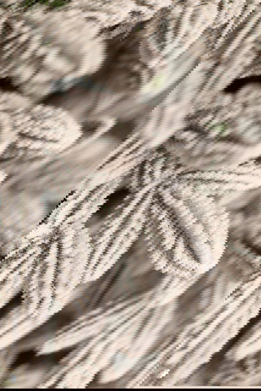 Макросъёмка заснеженных иголок искусственной ёлки «Донская заснеженная» — текстура покрытия, имитация инея на ветвях