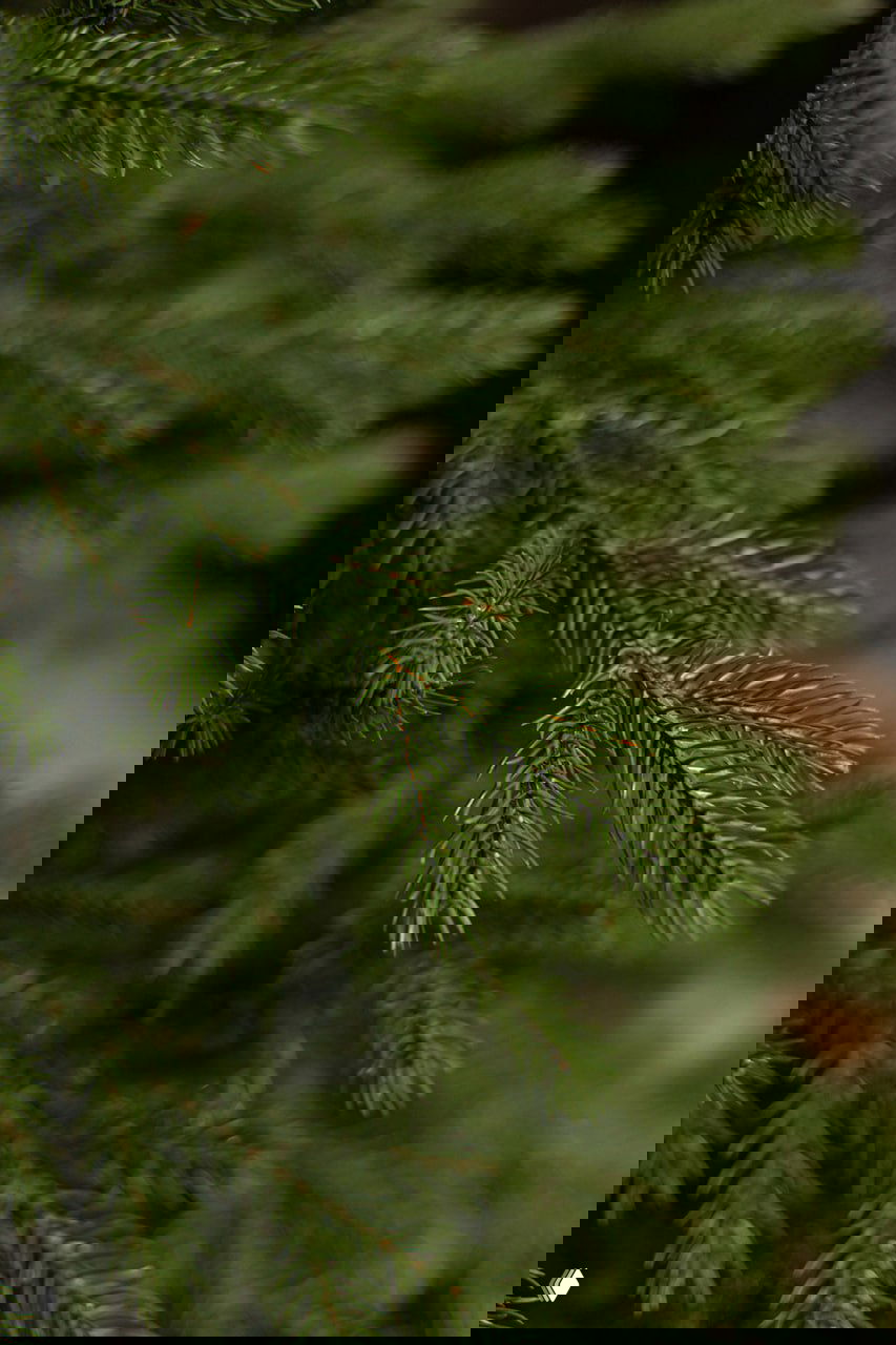 Макро-съёмка искусственной хвои ёлки «Уральская»: детализированные иголки, мягкий размытый фон — иллюстрация фактуры и плотности ветвей.