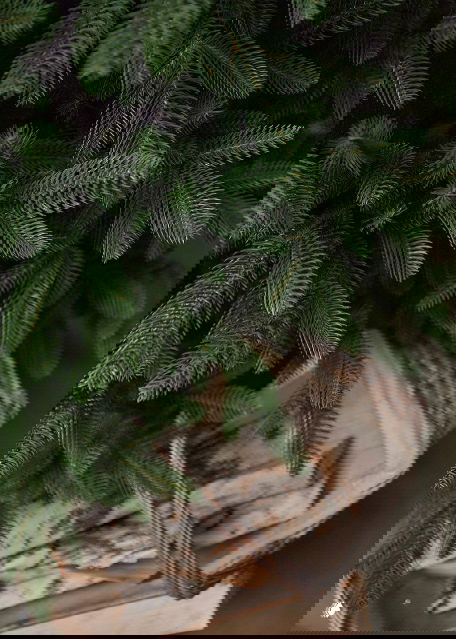 Нижняя часть ели Самарская рядом с корзиной и берёзовыми дровами: видны основание, плотность нижних ветвей и общая фактура хвои.