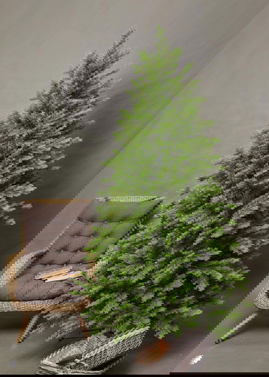 Ель Изящная — нежная ёлка для тёплых интерьеров