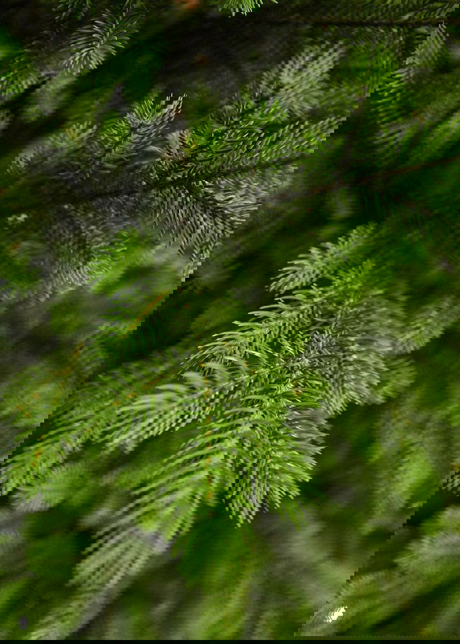 Макрофотография ветки ели: близкий план иголок и строение ветки, демонстрирующие реалистичность искусственного материала.