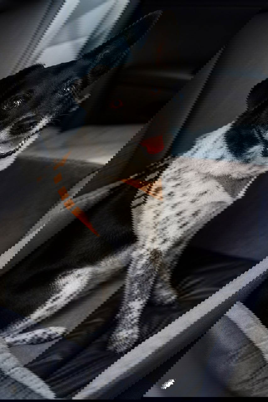 Чёрно-белая собака мелкой породы в мягком автокоробе на заднем сиденье, пристёгнута шлейкой, внимательно смотрит в камеру, безопасная посадка и подстилка.