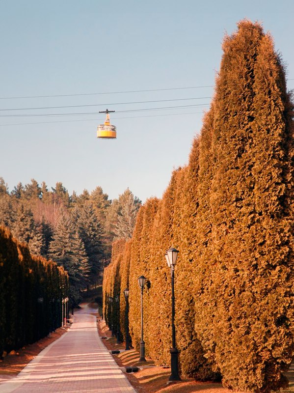 Путь в парке с высокими туями вдоль аллеи и канатной дорогой на фоне осеннего неба, вид на прогулочную дорожку.