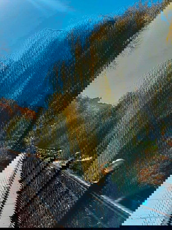 Набережная с кованым ограждением и плакучими ивами, солнечные блики на воде и спокойная прогулочная зона парка.