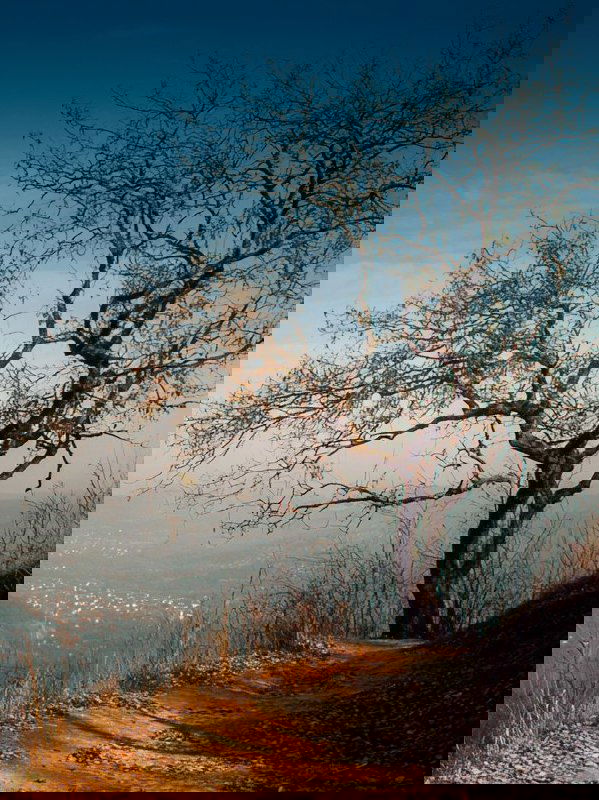 Одинокое дерево на краю обрыва с видом на долину, драматичный силуэт и спокойная панорама парка вдалеке.