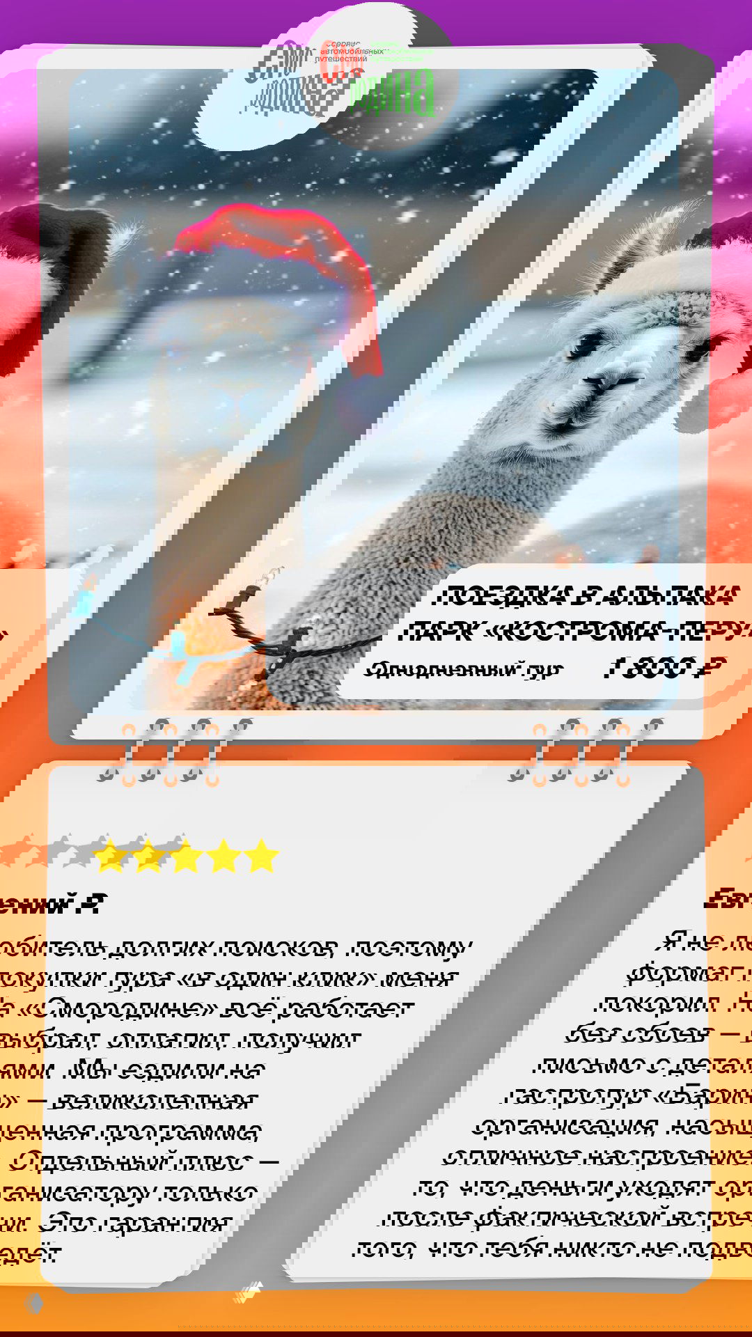 Альпака в праздничной шапочке на снегу; крупный план животного в новогоднем оформлении, реклама поездки в альпака-парк Кострома‑Перu