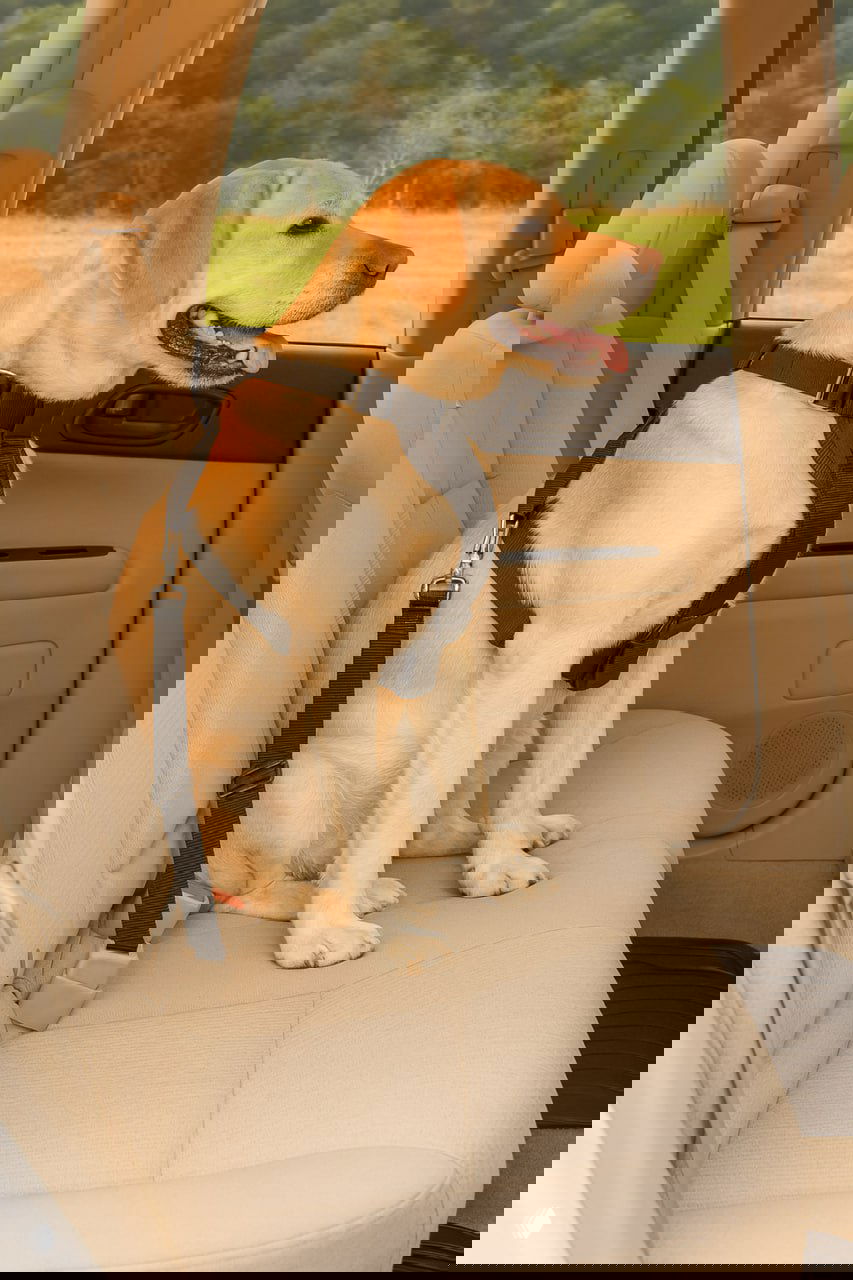 Пристегни своего зверя