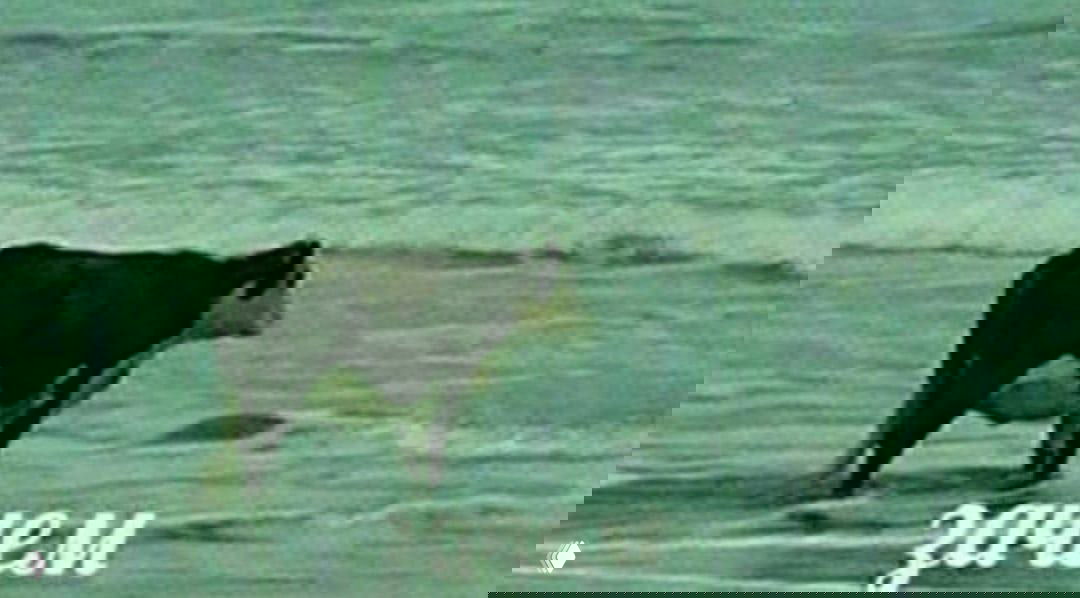 Мем: корова стоит в воде на фоне моря, внизу надпись «зачем» — иллюстрация растерянного или рефлексивного настроя автора поста.