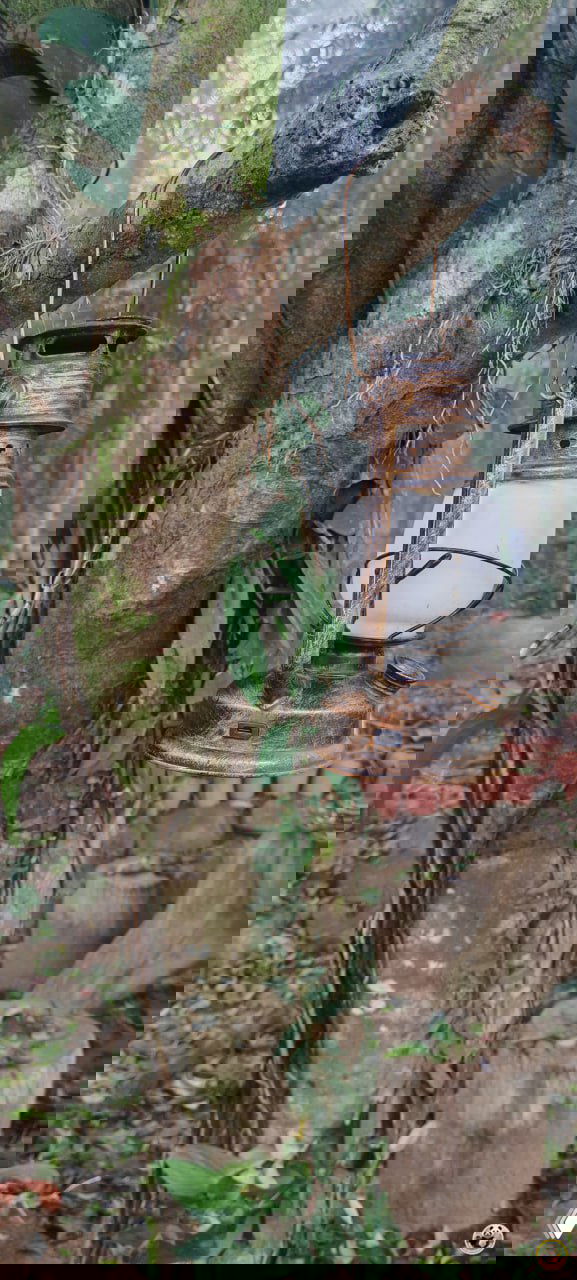 Старинная керосиновая лампа, подвешенная на ветке дерева в парке Байхуань, на фоне муссонного леса и влажной подстилки.