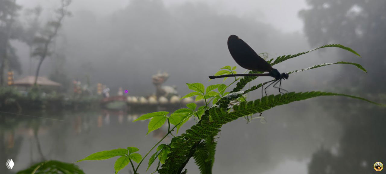 Фото крупным планом: тёмная стрекоза на папоротниковом листе на фоне туманного озера и декоративных элементов парка Байхуань.