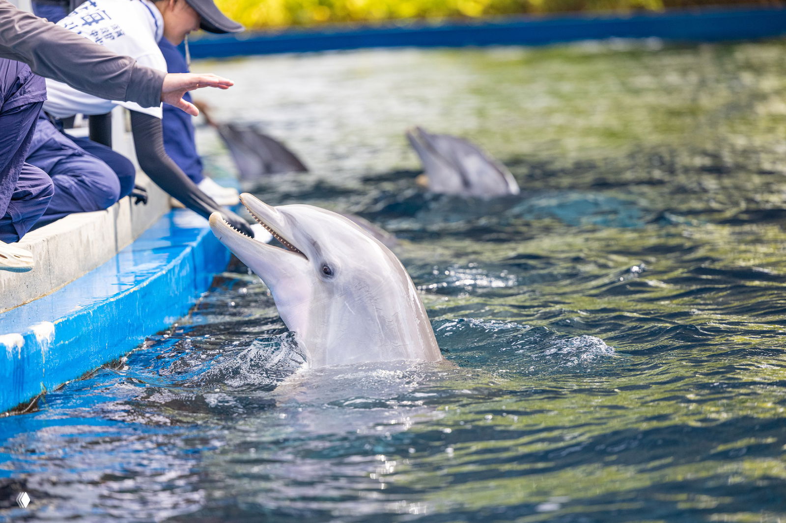Крупный план дельфина в бассейне дельфинария парка Fuli: животное высовывает голову к бортику, рядом видны руки тренеров и другие дельфины в воде.