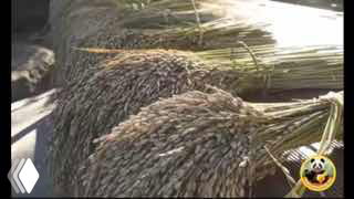 Крупный план связок созревшего шаньлань-рисa, собранного в пучки; видно текстуру зерен и снопы на фоне деревни и фестивальной обстановки.