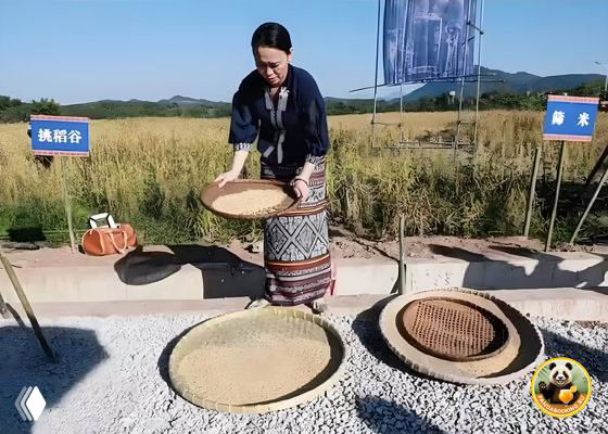 Женщина в традиционной одежде просеивает и обрабатывает рис шаньлань на праздничной площадке, показывая традиционные приёмы.