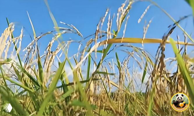 Крупный план колосьев шаньлань-рисa на фоне синего неба и гор, показывающий зрелость и текстуру культуры на Хайнане.