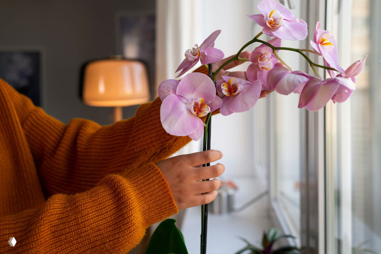 Рука держит цветущую розовую орхидею фаленопсис у окна в квартире; видны стекло, горшок и тёплый рассеянный свет в интерьере.
