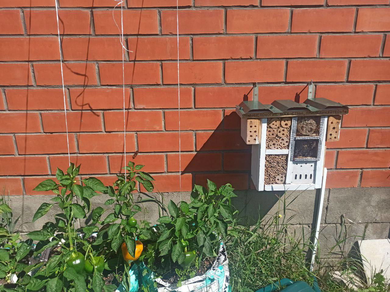 Гостиница для полезных насекомых. Инструкция