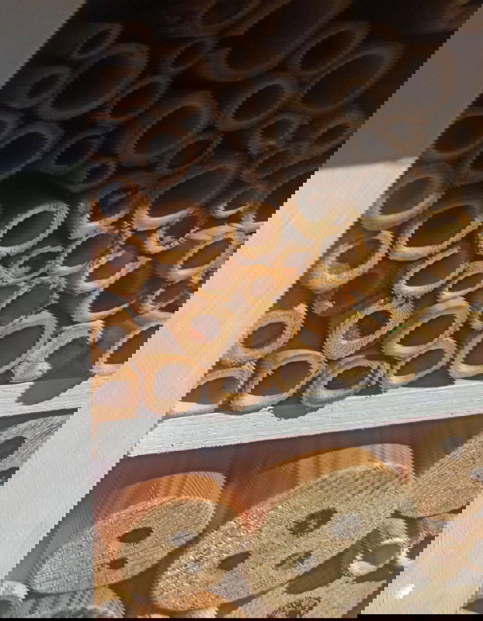 Макро-снимок связок бамбука и полых стеблей внутри секции отеля; видны отверстия разного диаметра, подходящие для одиночных пчёл.