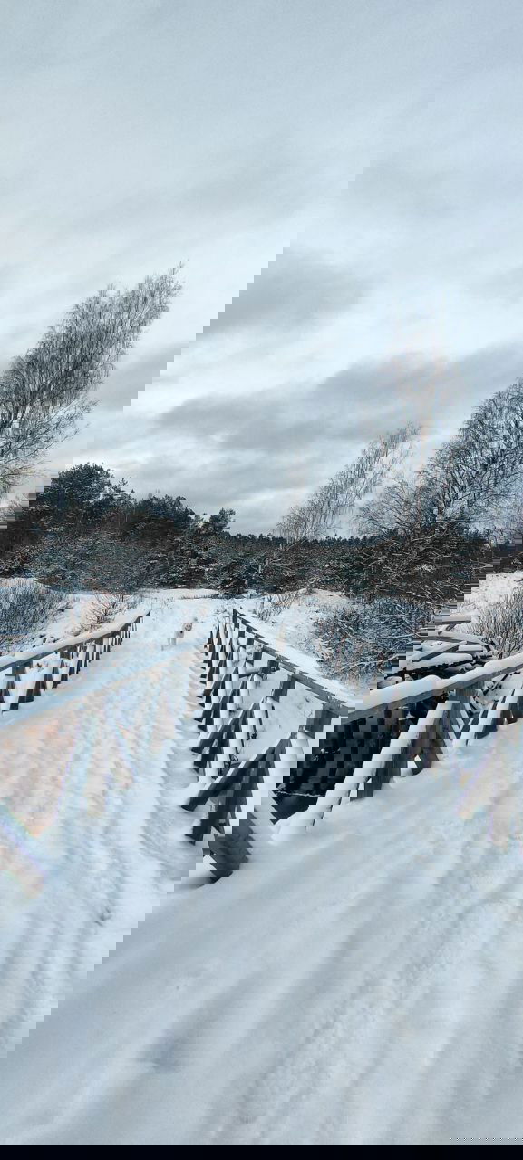 Деревянный снежный мост через реку; по мосту идёт светлая собака, вокруг голые берёзы и приглушённое зимнее небо, на фото передаётся спокойствие зимнего отдыха.