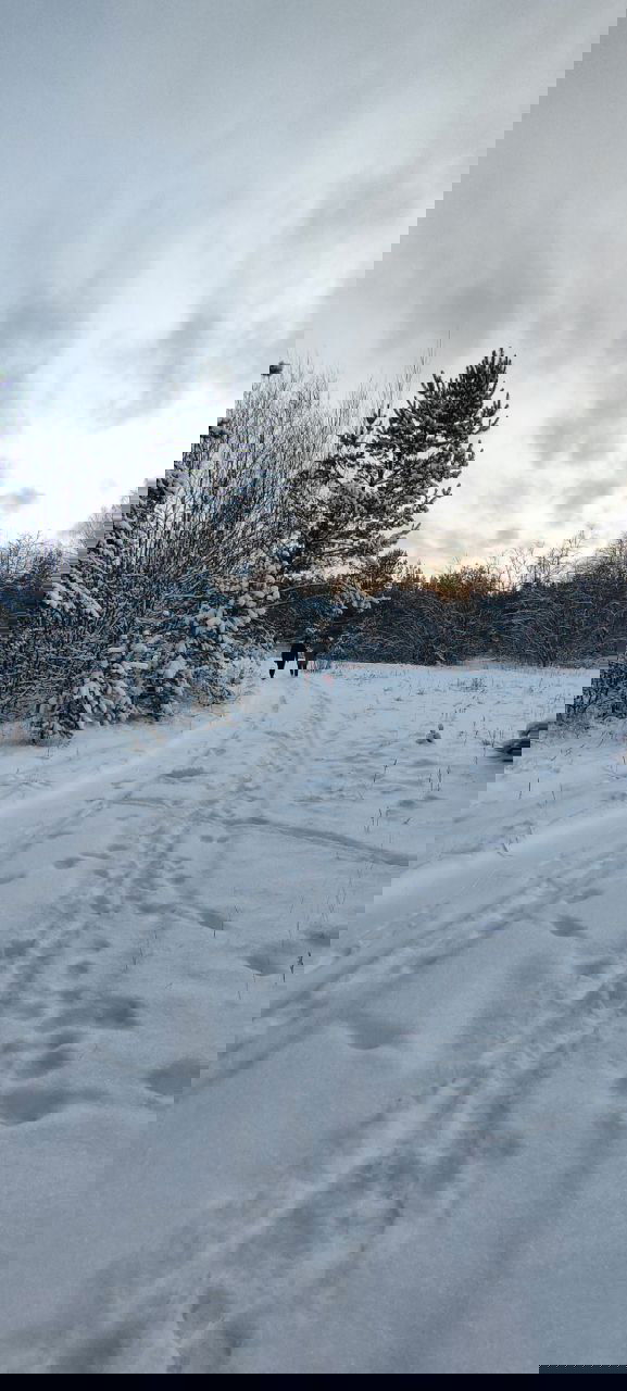 Широкая заснеженная тропа с многочисленными следами; два человека идут по дороге на фоне приглушённого неба и соснового бора, передаётся прогулочный настрой.