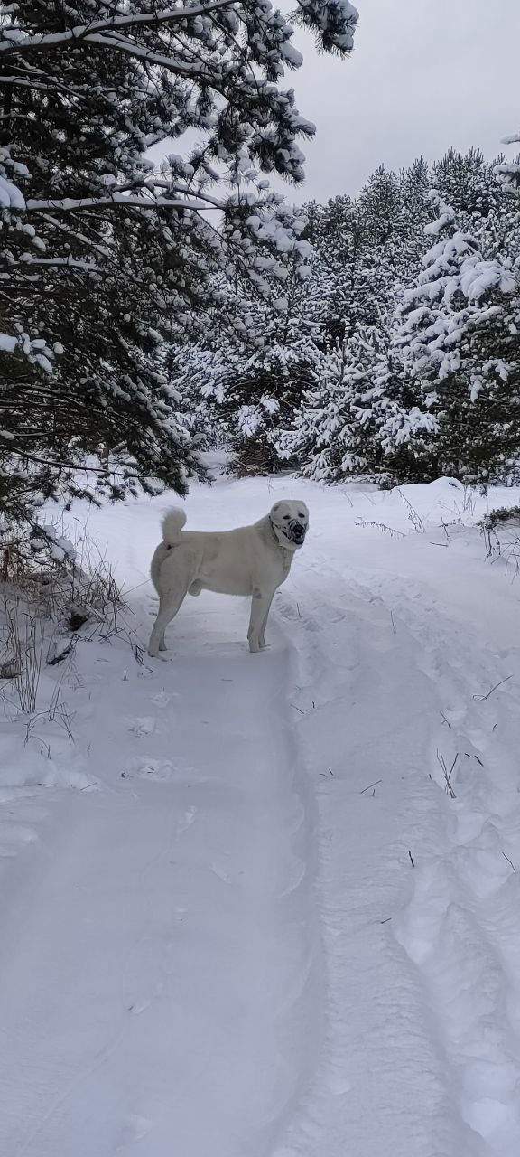 Белая собака стоит на заснеженной тропинке среди елей; глубокий снег вокруг и спокойный зимний лес создают ощущение уединения и восстановления.