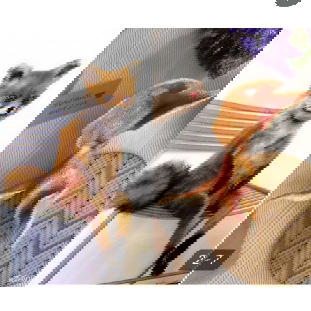 Коллаж: слева мемная таксидермированная лиса на стуле, справа — фигурка-лиса из мандариновой кожуры на фоне коробки и декора, демонстрирующий контраст между изделием и оценкой ценой.