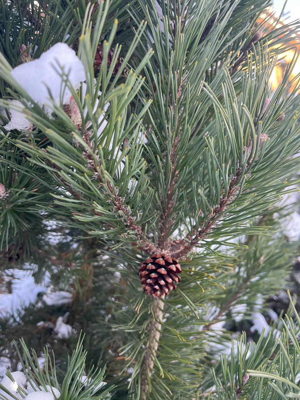 Маршруты по Калининграду «гуляем и греемся»