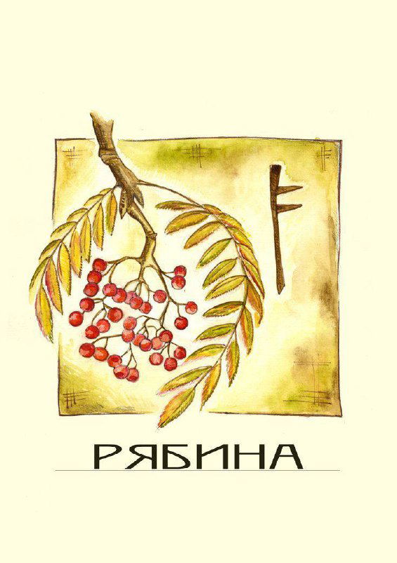 Рябина (Luis) вторая феда Огама