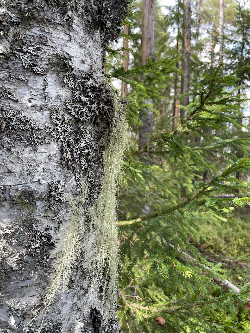 Сила деревьев: как раскрыть их энергию и почувствовать связь