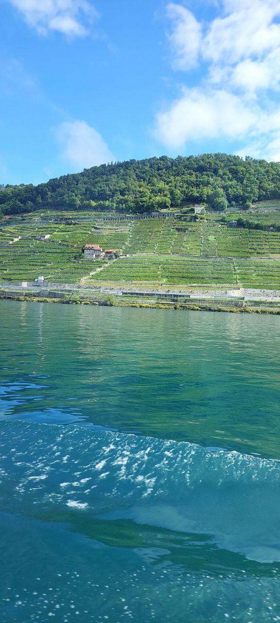 Террасные виноградники кантона Во на склоне у Женевского озера: ровные зелёные ряды лоз, лесистые холмы и бирюзовая вода на переднем плане.