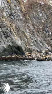 Каменистая прибрежная полоса с лежащими морскими обитателями и характерной скальной структурой у мыса на Камчатке.