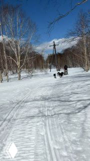 Заснеженная тропа с упряжкой собак: снегоходы, следы на снегу и лесистый фон весенней Камчатки.