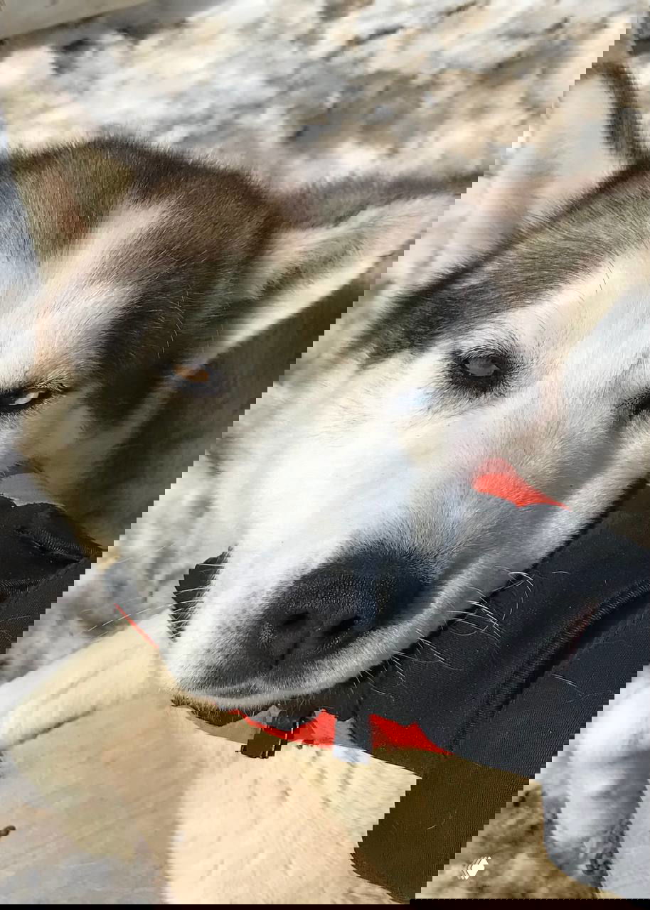 Крупный план ездовой собаки хаски с разными глазами, тёплая контактная сцена во время собачьих упряжек на Камчатке.