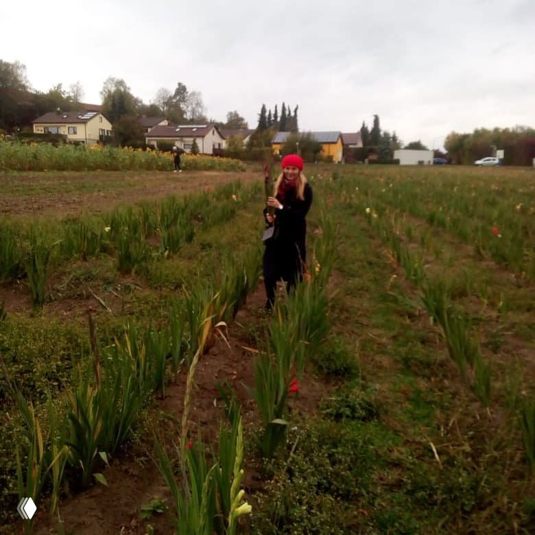 Человек с ножницами идёт по рядкам цветущих растений (гладиолусы/тюльпаны) на поле рядом с домами — пример доверительной системы самообслуживания в деревне.